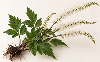 一株黑升麻，挺出幾支細長的白色花穗