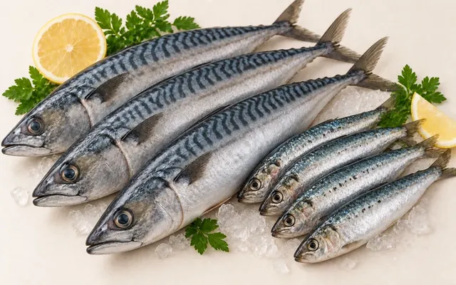 幾條新鮮的鯖魚與沙丁魚並排,魚身帶銀藍光澤
