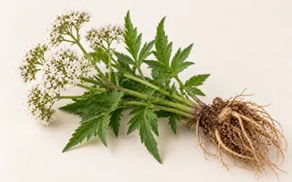 一株纈草，頂端開著白色小花並露出根部