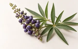 一串深色聖潔莓果實，旁邊是細長的葉片